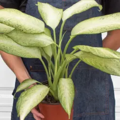 Dieffenbachia 'Camouflage' — additional view