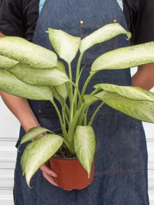 Dieffenbachia 'Camouflage' — additional view