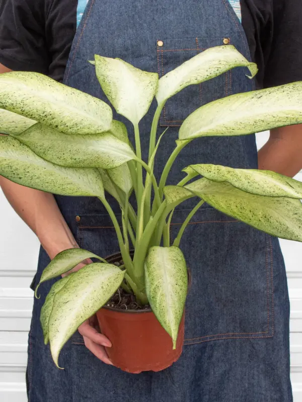 Dieffenbachia 'Camouflage' — additional view