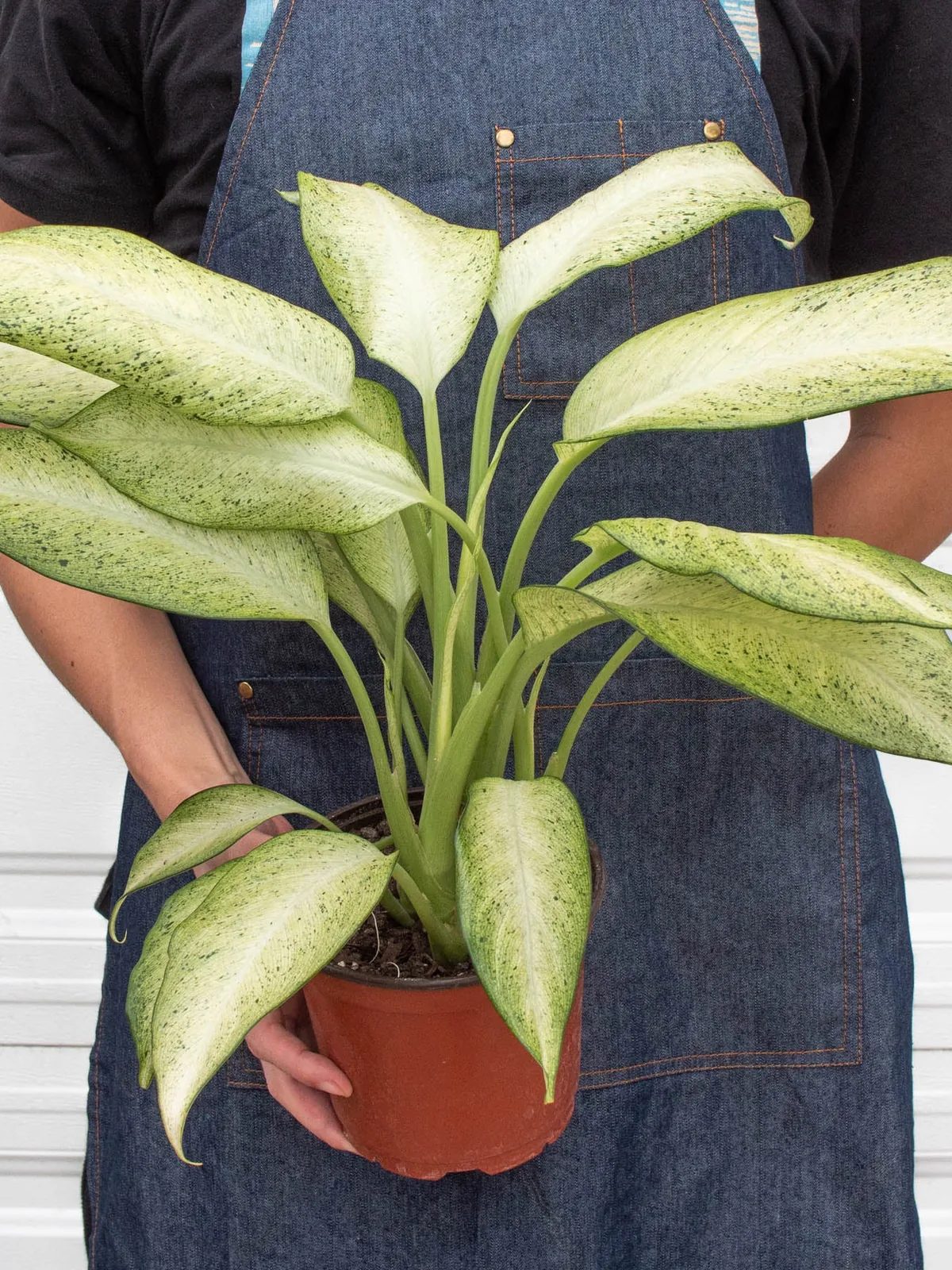 Dieffenbachia 