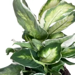 Dieffenbachia 'Cool Beauty' houseplant