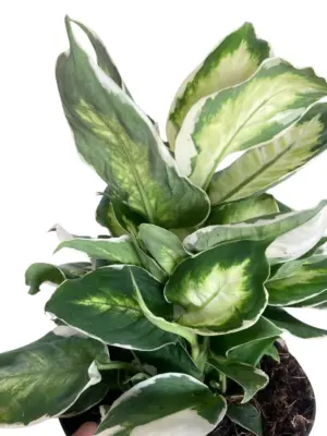 Dieffenbachia 'Cool Beauty' houseplant