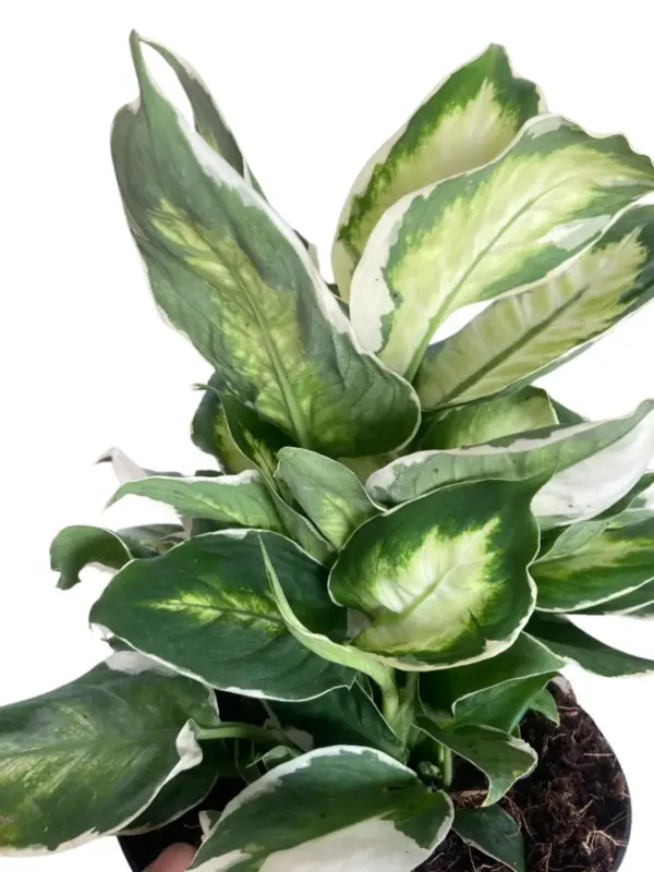 Dieffenbachia 'Cool Beauty' houseplant