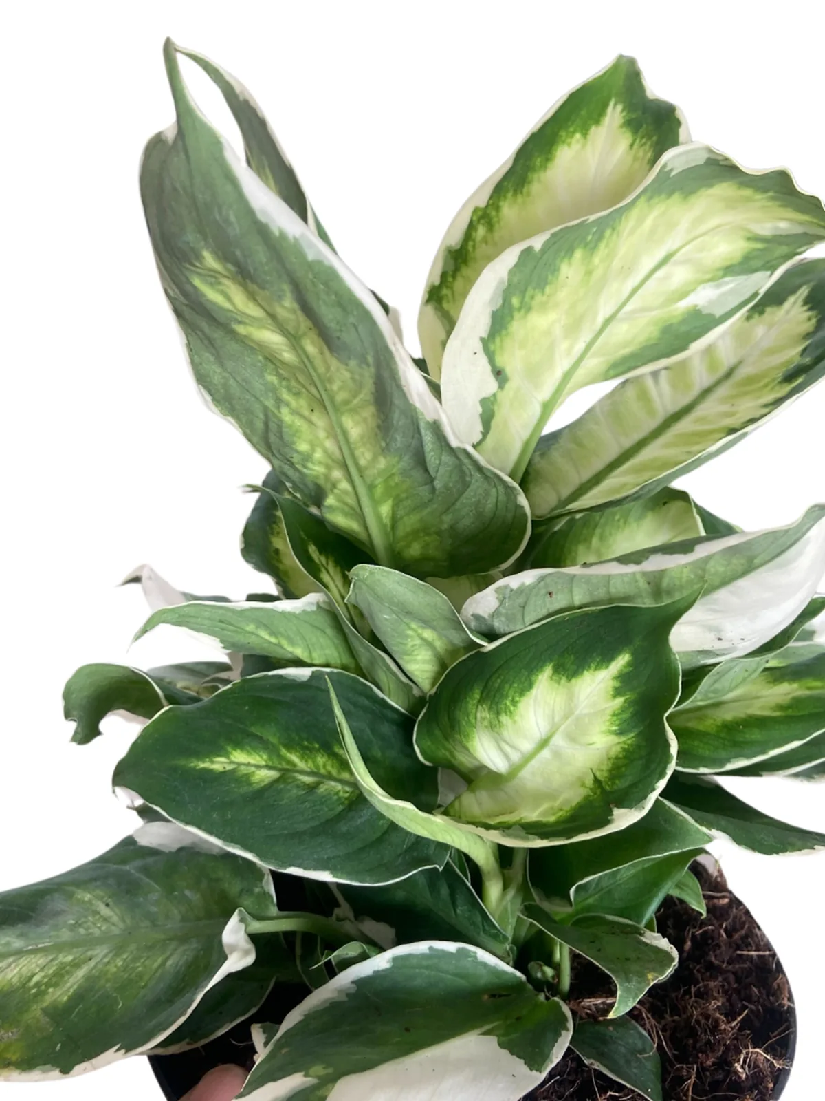 Dieffenbachia 