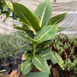 Dieffenbachia 'Green Magic' houseplant