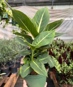 Dieffenbachia 'Green Magic' houseplant