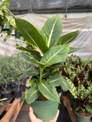 Dieffenbachia 'Green Magic' houseplant