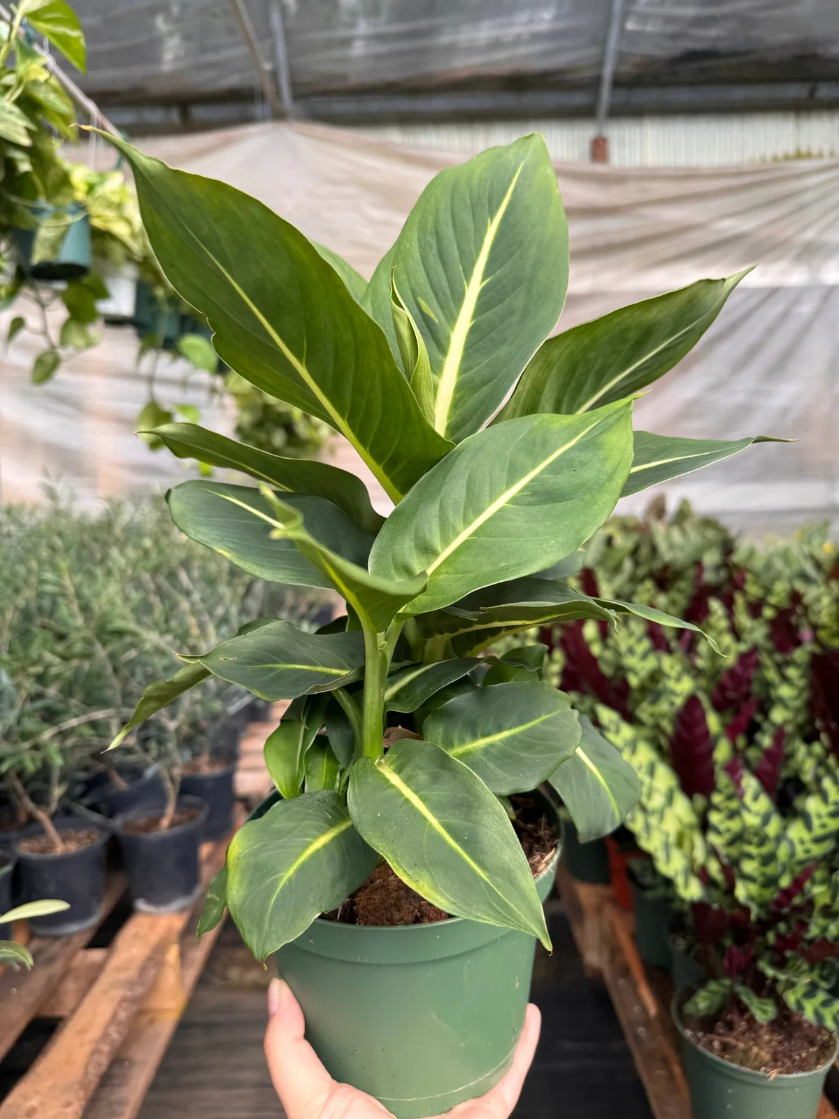 Dieffenbachia 