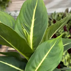 Dieffenbachia 'Green Magic' — additional view