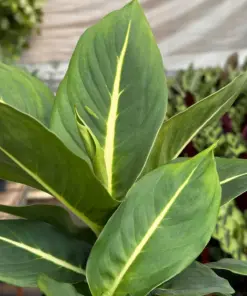 Dieffenbachia 'Green Magic' — additional view
