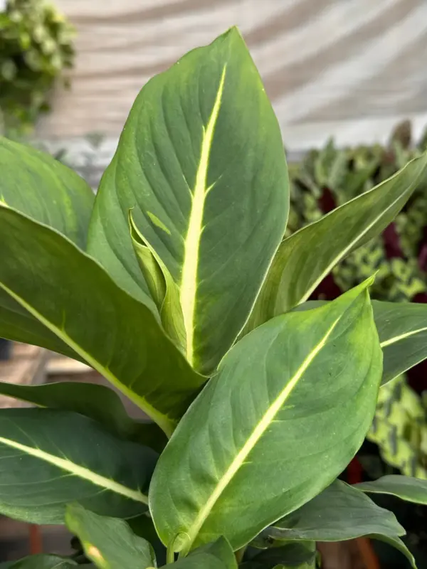 Dieffenbachia 'Green Magic' — additional view