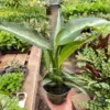 Dieffenbachia Panther houseplant