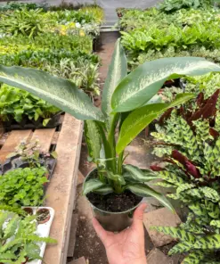 Dieffenbachia Panther houseplant