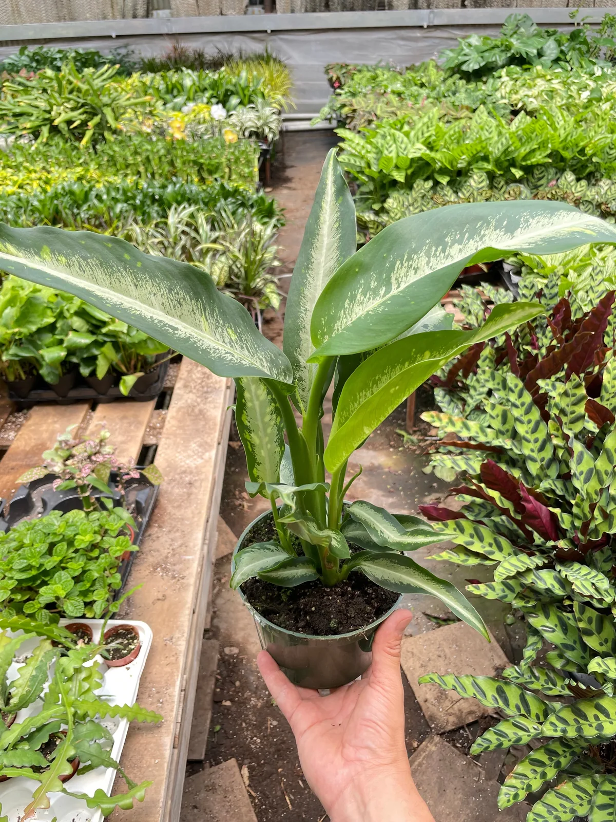 Dieffenbachia Panther houseplant
