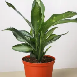 Dieffenbachia Panther — additional view