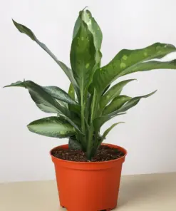 Dieffenbachia Panther — additional view