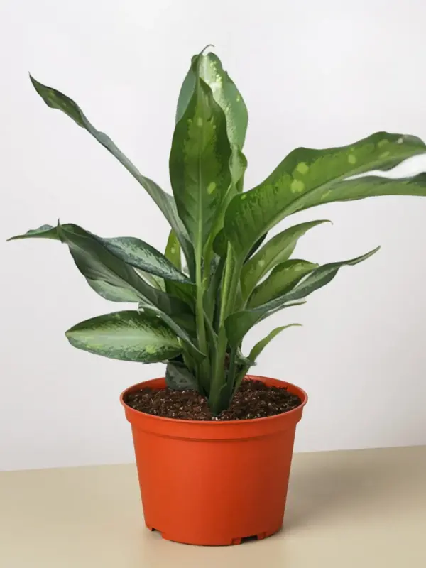 Dieffenbachia Panther — additional view