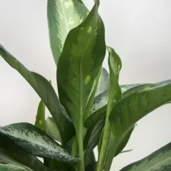 Dieffenbachia Panther — additional view