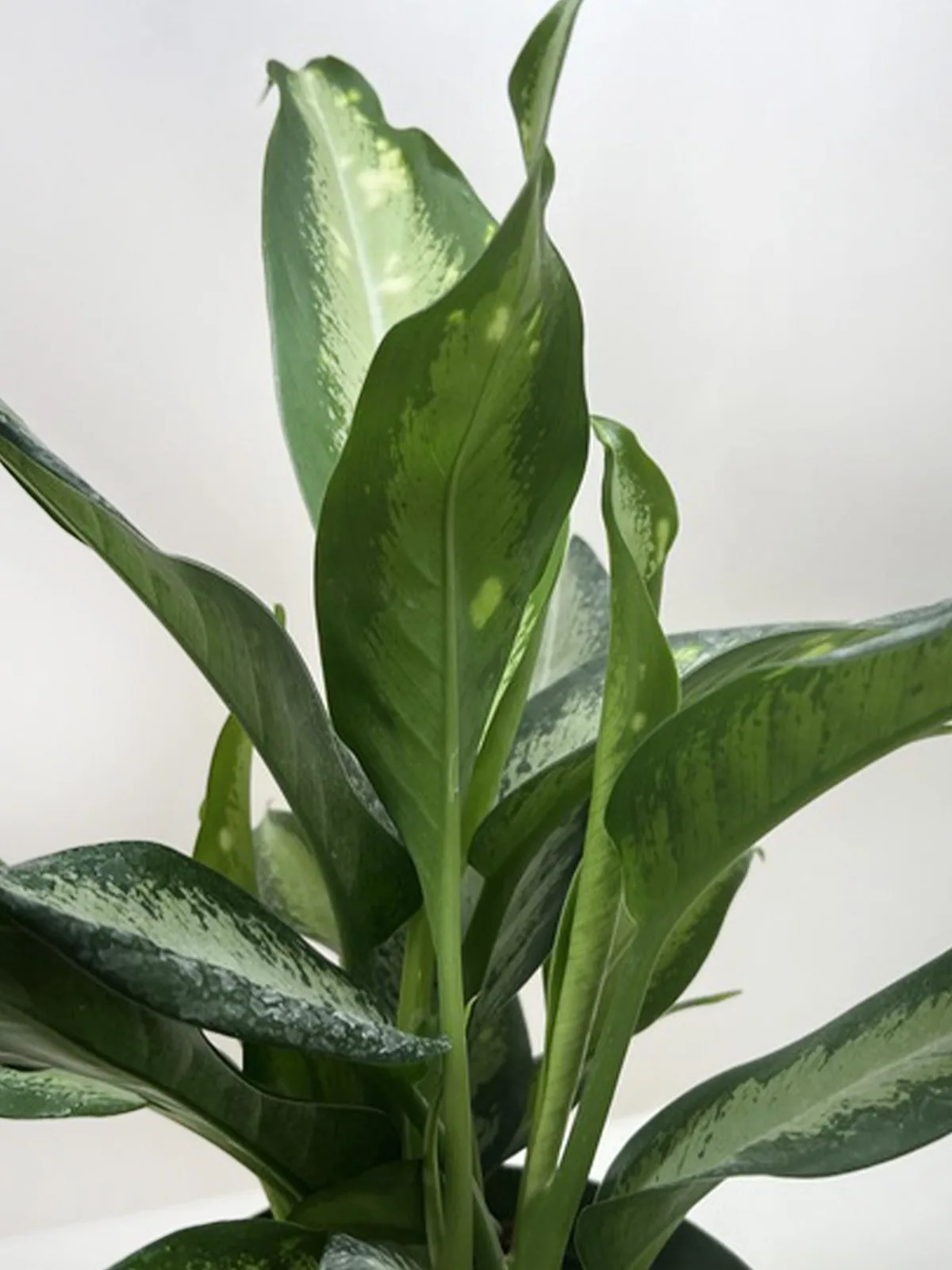 Dieffenbachia Panther — additional view