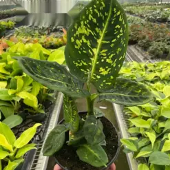 Dieffenbachia 'Reflector' houseplant