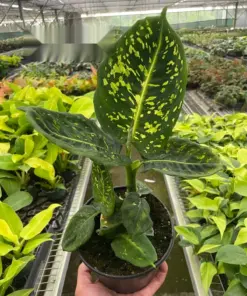Dieffenbachia 'Reflector' houseplant