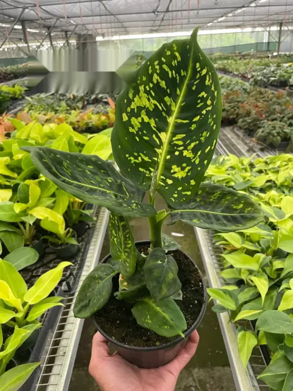 Dieffenbachia 'Reflector' houseplant