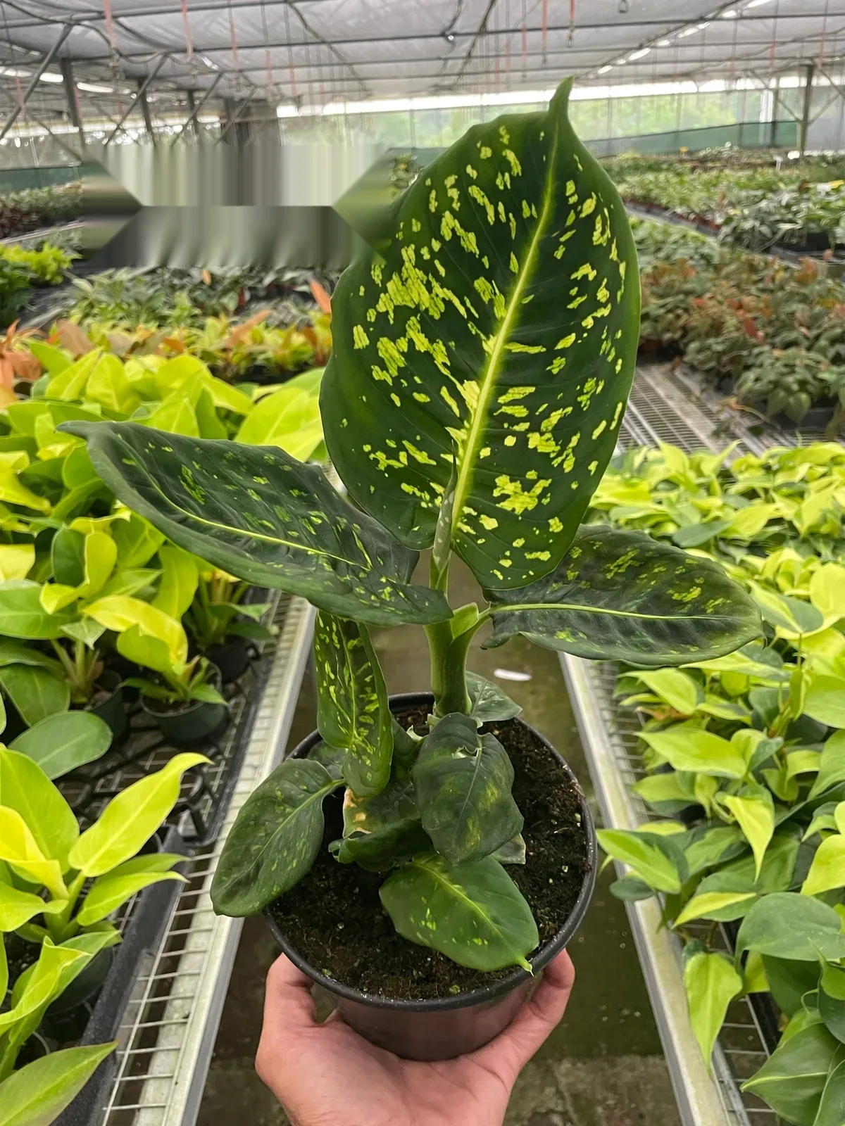Dieffenbachia 