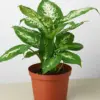 Dieffenbachia 'Tropic Snow' houseplant
