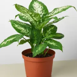 Dieffenbachia 'Tropic Snow' houseplant