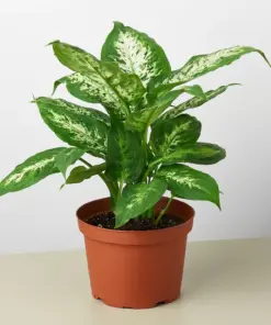 Dieffenbachia 'Tropic Snow' houseplant
