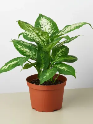 Dieffenbachia 'Tropic Snow' houseplant