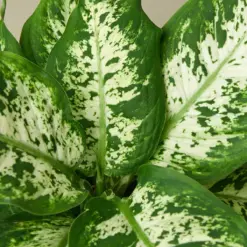 Dieffenbachia 'Tropic Snow' — leaf detail close-up