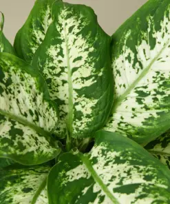 Dieffenbachia 'Tropic Snow' — leaf detail close-up