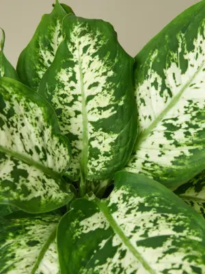 Dieffenbachia 'Tropic Snow' — leaf detail close-up