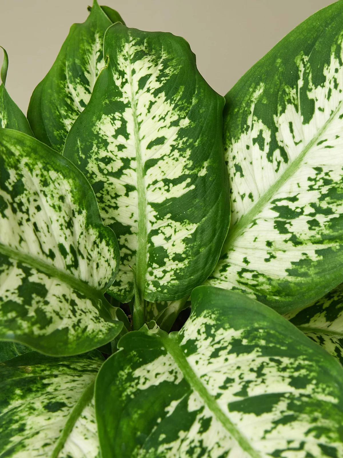 Dieffenbachia 