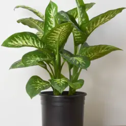 Dieffenbachia 'Tropic Snow' — additional view
