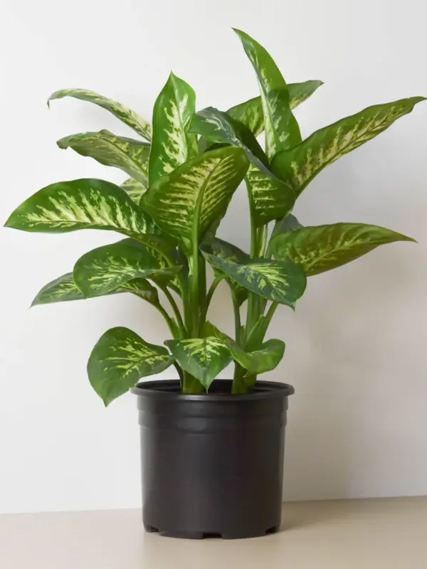 Dieffenbachia 'Tropic Snow' — additional view