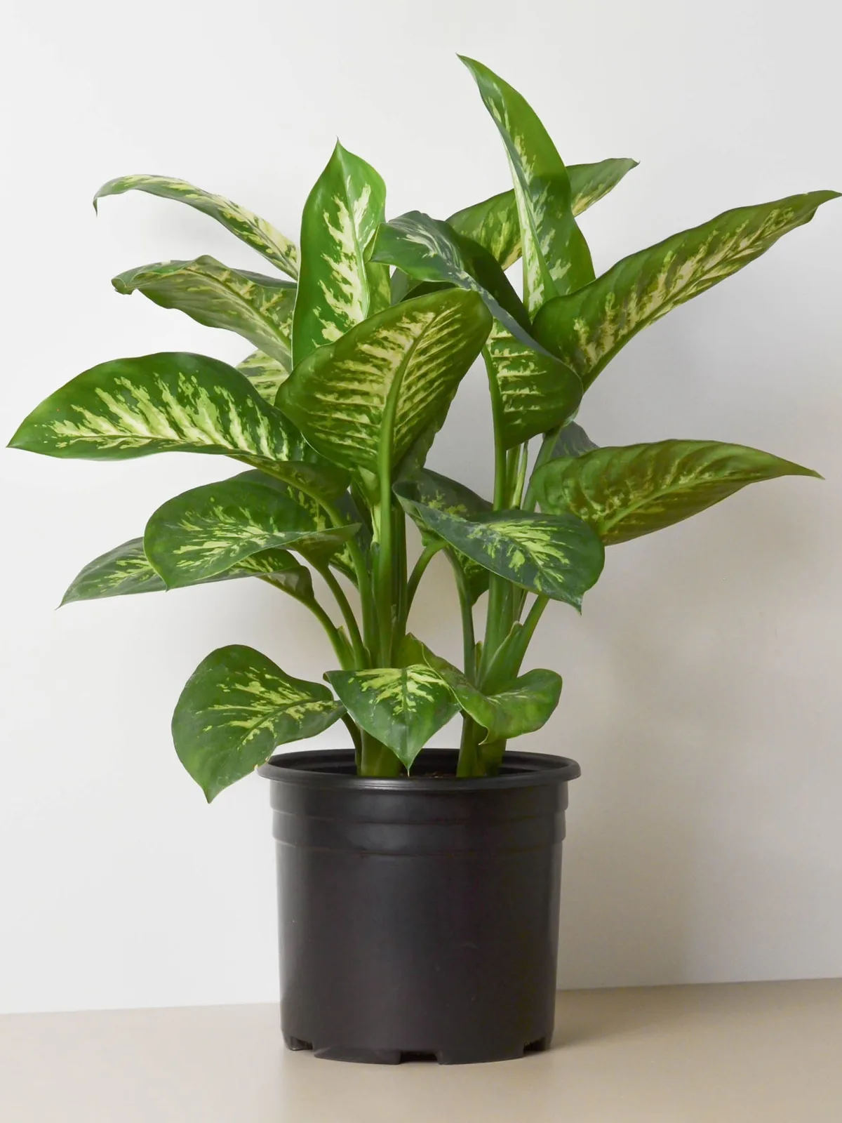 Dieffenbachia 
