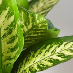 Dieffenbachia 'Tropic Snow' — additional view