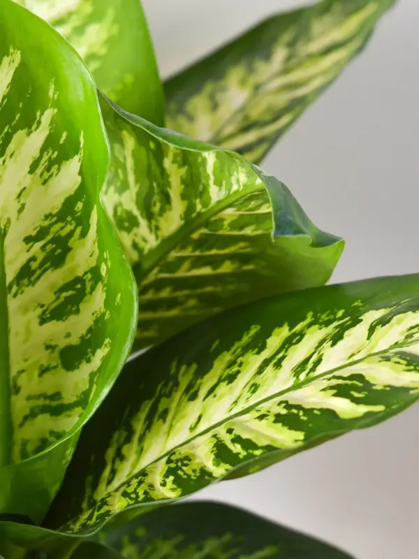 Dieffenbachia 'Tropic Snow' — additional view