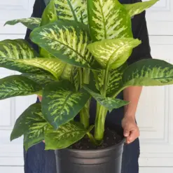 Dieffenbachia 'Tropic Snow' — additional view