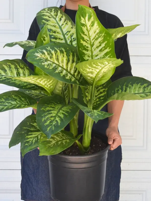 Dieffenbachia 'Tropic Snow' — additional view