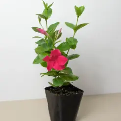Dipladenia Premier Hot Pink houseplant