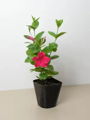Dipladenia Premier Hot Pink houseplant