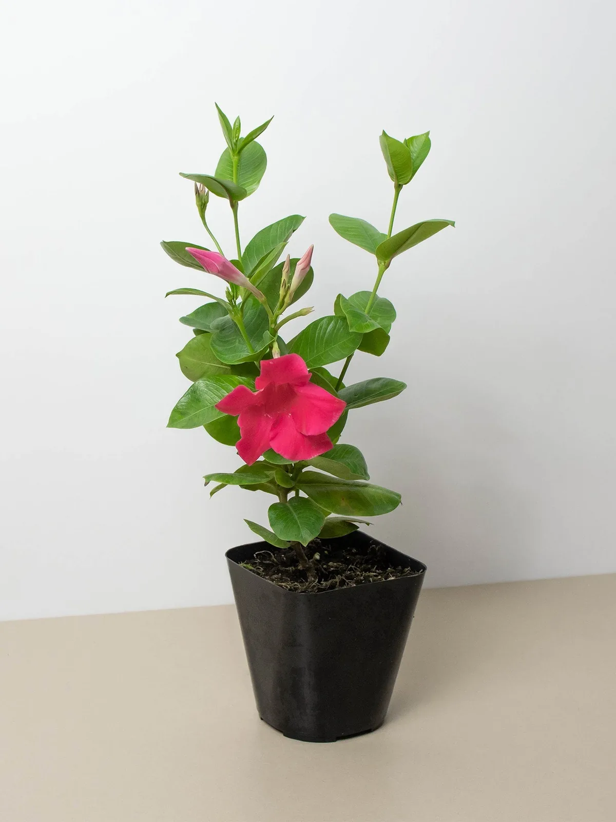 Dipladenia Premier Hot Pink houseplant