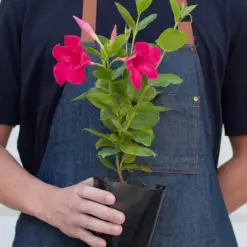 Dipladenia Premier Hot Pink — additional view