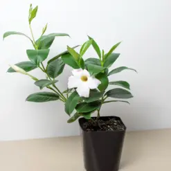 Dipladenia Premier Hot Pink — additional view
