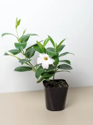 Dipladenia Premier Hot Pink — additional view