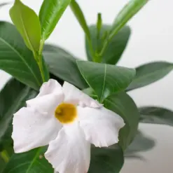 Dipladenia Premier Hot Pink — additional view