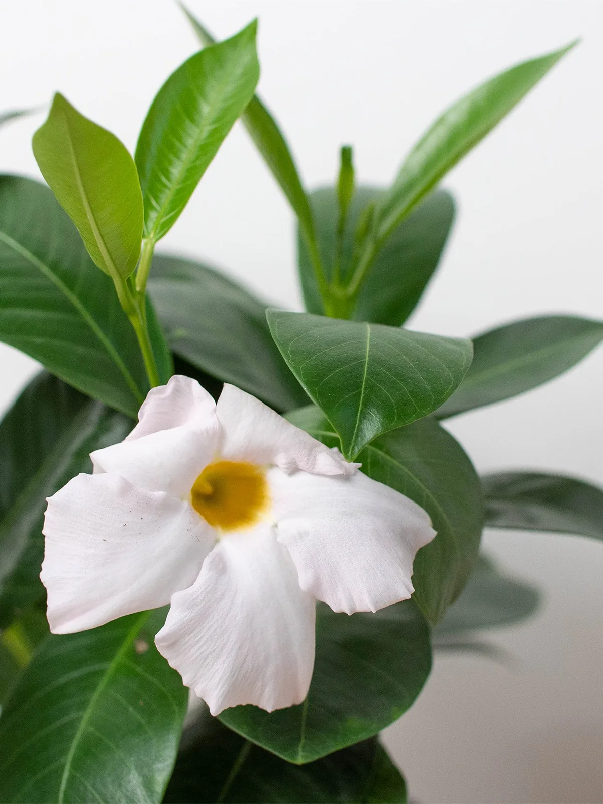 Dipladenia Premier Hot Pink — additional view